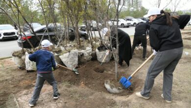Есіл ауданында мыңдаған ағаш пен бұта отырғызылып, аула абаттандырылды