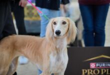 Қазақы тазы: Астанада моно тұқымдық көрме өтті және асылдандыруға енгізу