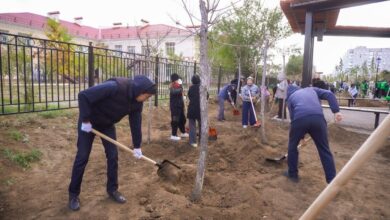 Астанада жаңадан абаттандырылған аллеяға 250 көшет отырғызылды