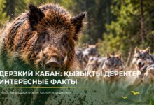 Қабан туралы қызықты деректер: ерекшелігі мен мінезі