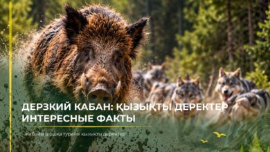 Қабан туралы қызықты деректер: ерекшелігі мен мінезі