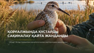 Қорғалжында құстарды сақиналау қайта жанданды: 128 құс және 14 түр