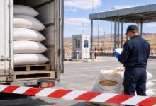 Павлодар облысында бидайды бұл ретінде кіргізу әрекеті тоқтатылды