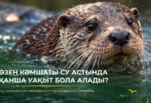 Өзен кәмшатының су астындағы мүмкіндіктері мен ерекшеліктері