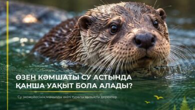 Өзен кәмшатының су астындағы мүмкіндіктері мен ерекшеліктері