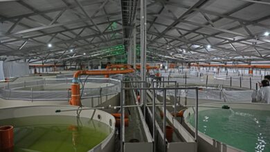 Ақмола облысында 7 млрд теңгелік балық өсіру кешені құрылып жатыр