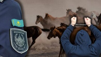 БҚО-да алты жылқы ұрлаған екі күдікті ұсталды, мал Атырауда сатылған