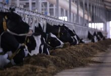 Ақмола облысында 8,1 млрд теңгелік роботтандырылған сүт фермасы іске қосылды