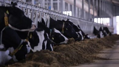 Ақмола облысында 8,1 млрд теңгелік роботтандырылған сүт фермасы іске қосылды