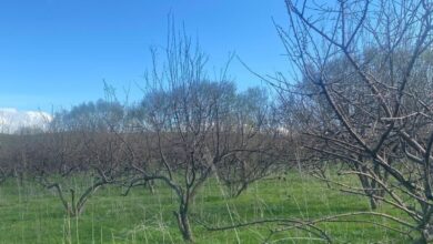 Алма бақтарын қорғаудағы биологиялық препараттардың тиімділігі 92 пайызға жетті