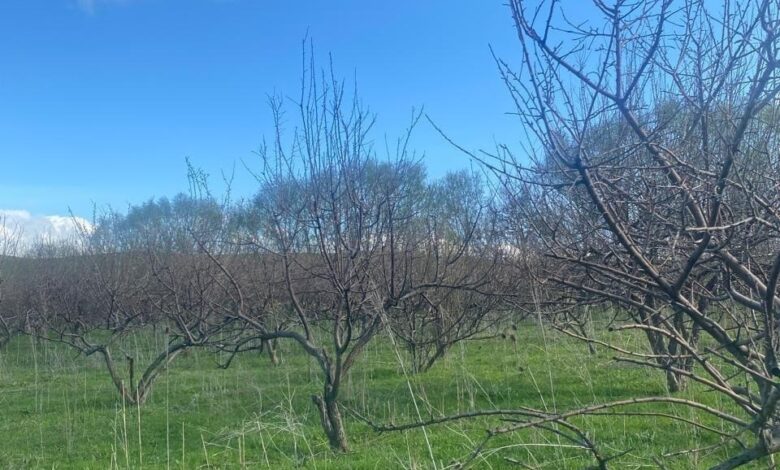 Алма бақтарын қорғаудағы биологиялық препараттардың тиімділігі 92 пайызға жетті