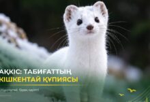 Ақкіс туралы қызықты деректер: сүйкімді келбетінің ар жағында не жатыр
