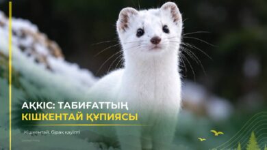Ақкіс туралы қызықты деректер: сүйкімді келбетінің ар жағында не жатыр