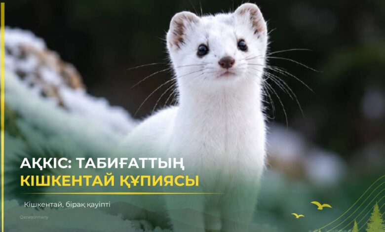 Ақкіс туралы қызықты деректер: сүйкімді келбетінің ар жағында не жатыр