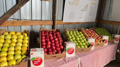 Алматы облысында ауыл шаруашылығы өнімдерін қайта өңдеу және экспорттық әлеует артып келеді